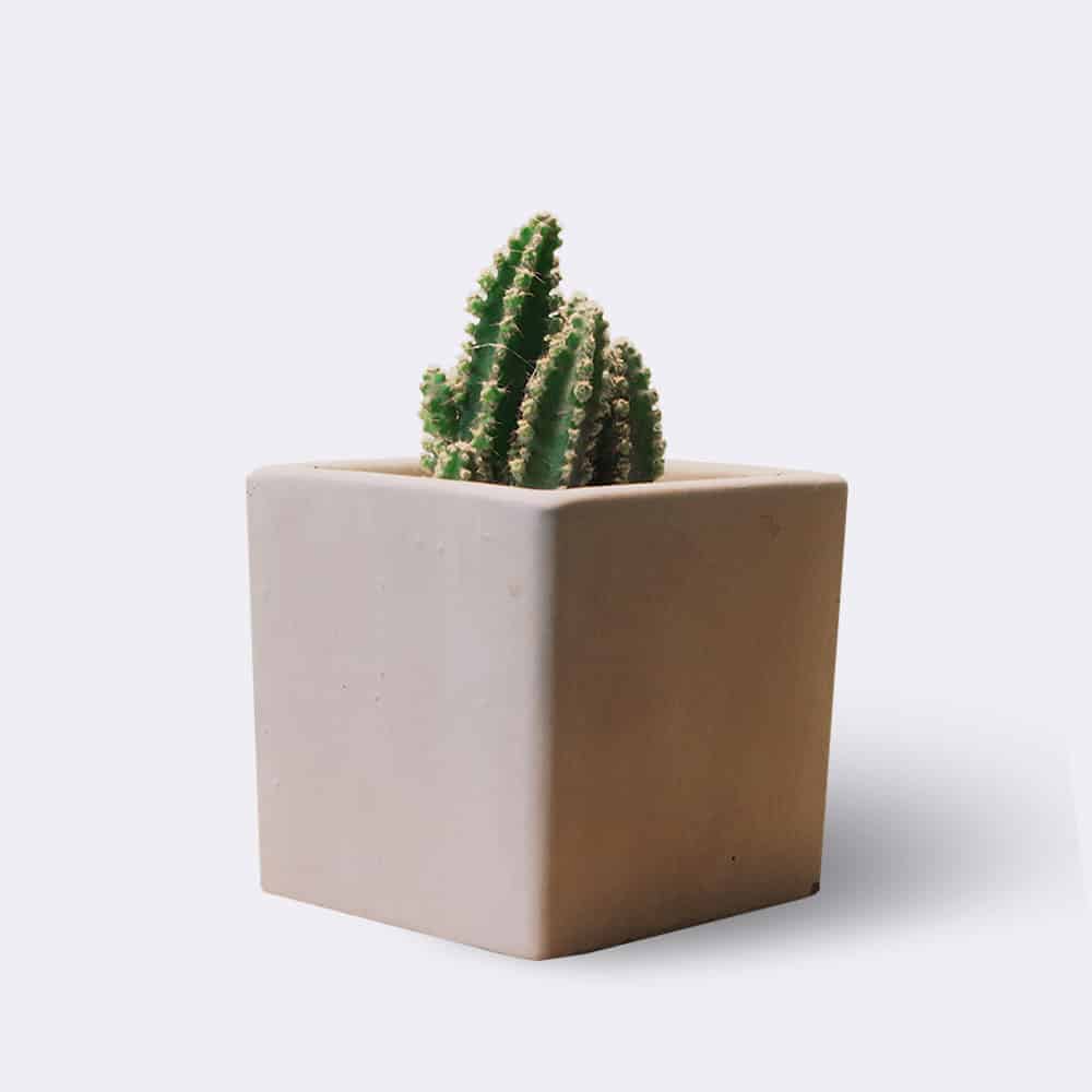 Thùng Carton Thành Phát
